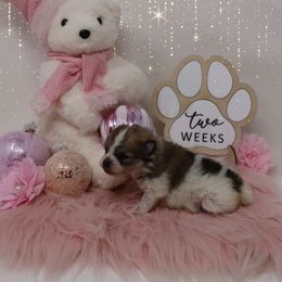 Poppy - Cream sable parti female Pomeranian puppy in Concord, California from Eelan’s Poms