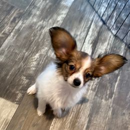 Girl 1 - White and sable female Papillon puppy in Carlsbad, New Mexico from Champagne Posh Papillons