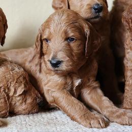 Jack Skeleton - de Orange collar - Apricot male Goldendoodle puppy in Puyallup, Washington from Dawnie’s Doodles