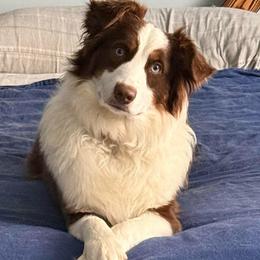 Marley - Red tri-color female Australian Shepherd puppy in Ellensburg, Washington from Creekside Aussies