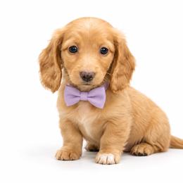 Valentina - Red female Dachshund puppy in Illinois from William Rotsaert