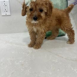 Danielle - Apricot female Goldendoodle puppy in Mint Hill, North Carolina from DoodleForever