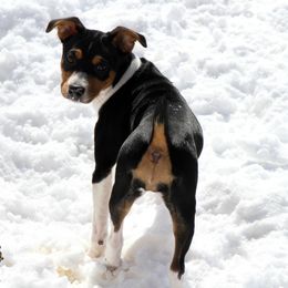 Rat Terrier Puppies from River Ridge Rat Terriers