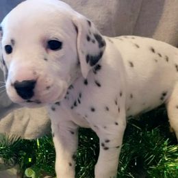 Dalmatian Puppies from Mid-Michigan Dalmatians