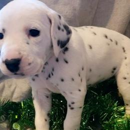 Dalmatian Puppies from Mid-Michigan Dalmatians