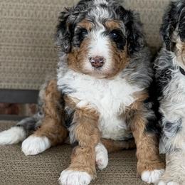 Basil - Blue merle male Bernedoodle puppy in Richmond, Texas from Harper’s Heartbeats