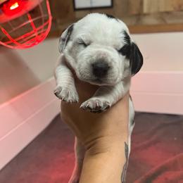 Tinkerbell - Black tan and bluetick female Beagle puppy in Jasper, Texas from Beech Grove Beagles