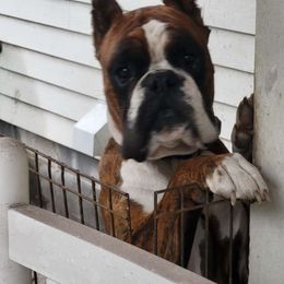 Roo - Boxer