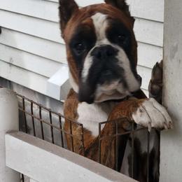 Roo - Boxer