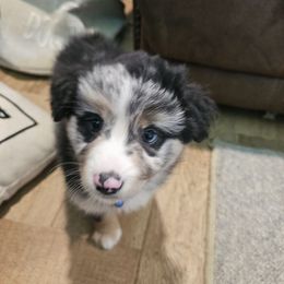 Galaxy - Blue merle female Miniature American Shepherd puppy in New Providence, Pennsylvania from Tons of Kisses