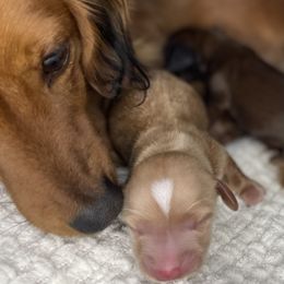 Dachshund Puppies from Woodland Doxies