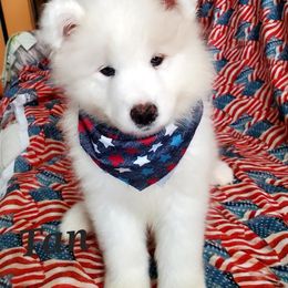 Samoyed Puppies from White Sea Samoyeds
