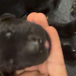 Silver - Black male Labrador Retriever puppy in Kinta, Oklahoma from Beaver Creek Kennels
