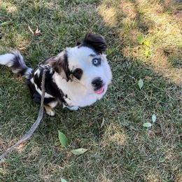 Miniature Australian Shepherd and Toy Australian Shepherd Puppies from Sanative Homestead