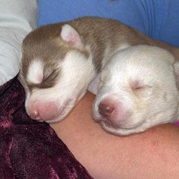 Siberian Husky Puppies from Blue Skyes Huskies