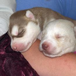 Siberian Husky Puppies from Blue Skyes Huskies