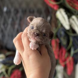 Chihuahua Puppies from Cloud9 Chihuahuas