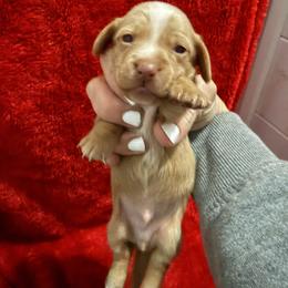 Boy 2 - Red male Dachshund puppy in Ponce De Leon, Florida from Brittany's Dachshunds
