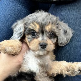 Cavapoo Puppies from Panda Puppies