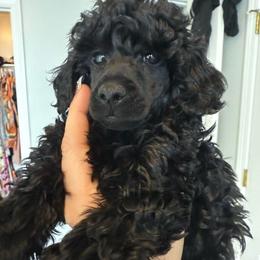Boy 1 - Black male Poodle puppy in Lees Summit, Missouri from Divine K9s LLC