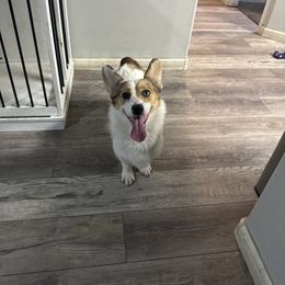 American Corgi puppies from CalValley Kennels