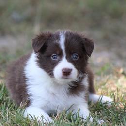 Girl 4 - Red female Border Collie puppy in Tylertown, Mississippi from Cool Meadow Farms