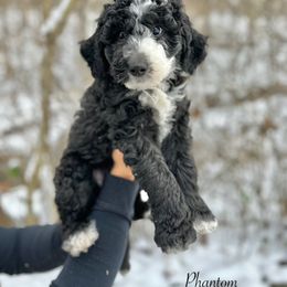 Phantom - Black and white male Sheepadoodle puppy in Thornville, Ohio from Four Front Doodles & Friends
