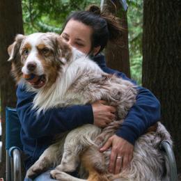 Australian Shepherd All Grown Up from Petrichor Australian Shepherds