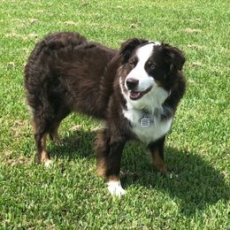 Gunnar - Australian Shepherd