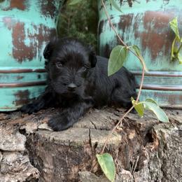Dolly - Black female Miniature Schnauzer puppy in Silver Creek, Mississippi from Mamie’s Minis, LLC