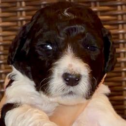 Bramble - Parti male Goldendoodle puppy in Wake Forest, North Carolina from Wake Forest Darling Doodles