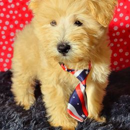 Clifford - Wheaten male Miniature Schnauzer puppy in Texas from Blue Rose's Schnauzers
