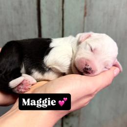 Maggie - Gray and white female Old English Sheepdog puppy in Bristol, Indiana from Ridgeruns OES