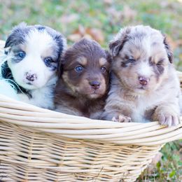 Border Collie, Miniature American Shepherd, and Miniature Australian Shepherd Puppies from Greenbriar Hills