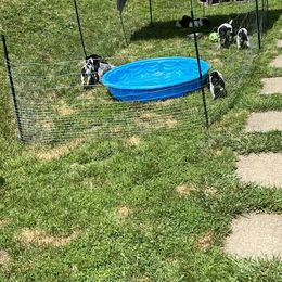 German Shorthaired Pointer Puppies from J & R’s German Shorthaired Pointers