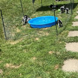 German Shorthaired Pointer Puppies from J & R’s German Shorthaired Pointers