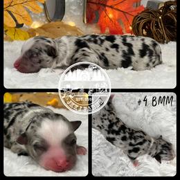 Australian Shepherd, Miniature American Shepherd, Miniature Australian Shepherd, and Toy Australian Shepherd Puppies from JKKJ Farms