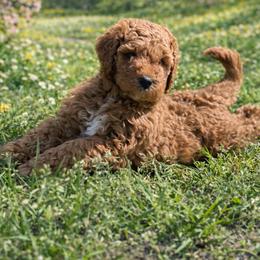 Boy 1 - Red  male Goldendoodle puppy in Inman, South Carolina from Mossy Doodles LLC