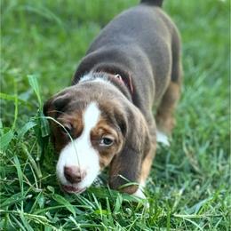 Itsy - Brown white and tan female Beagle puppy in Rogersville, Missouri from Hales Little Beagle Haven