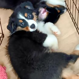 Daffodil - Black tri-color female Australian Shepherd puppy in Maryland from Lake Shore Australian Shepherds