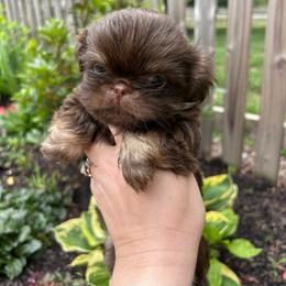 Larkin - Liver male Shih Tzu puppy in Trinity, North Carolina from Trinity Shih Tzu