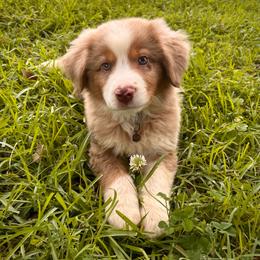 Dash (With Natural Tail) - Red merle male Miniature Australian Shepherd puppy in Liberty, South Carolina from Alexander Canines