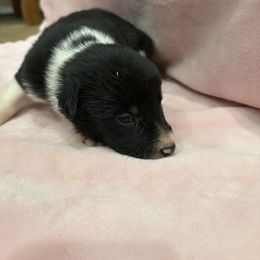Border Collie Puppies from Vowell Farm Border Collies