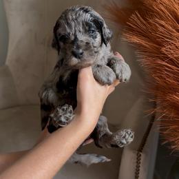 Ash - Merle male Goldendoodle puppy in Easley, South Carolina from Our Darling Doodles