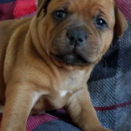 Staffordshire Bull Terrier Puppies from Melissa's Pups