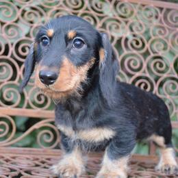 Jetta - Dachshund