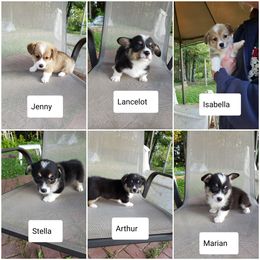 Pembroke Welsh Corgi Puppies from Tshandra Corgis