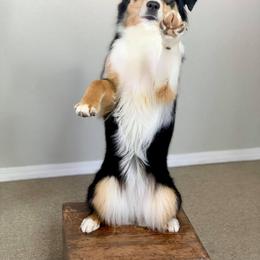 Miniature Australian Shepherd Puppies from Spur Strap Miniature Australian Shepherds