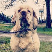 Clumber Spaniels from Lake Desire Clumber Spaniels