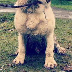 Clumber Spaniels from Lake Desire Clumber Spaniels
